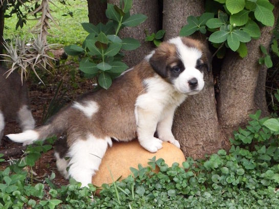 Saint Bernard puppies are the best and we love sleeping under mosquito nets, no more flies or mosquitoes