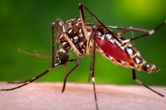 https://www.tedderfield.com/wp-content/uploads/2016/08/Aedes-Aegypti-mosquito.jpg