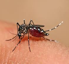 The CDC has detailed info about mosquito borne disease around the world