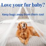 A golden retriever dog on a bed under a mosquito net.